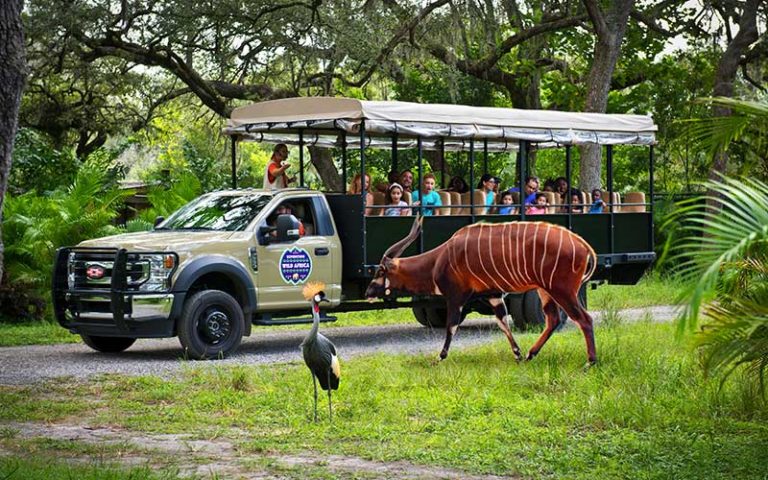 tour group with families viewing wildlife from open air bus view animals zoo tampa at lowry park