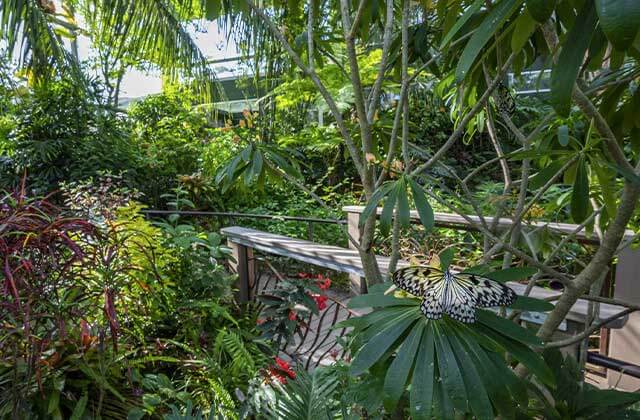 tropical plants with bridge walkway and large yellow and black spotted butterfly on branch at butterfly rainforest at florida museum of natural history gainesville