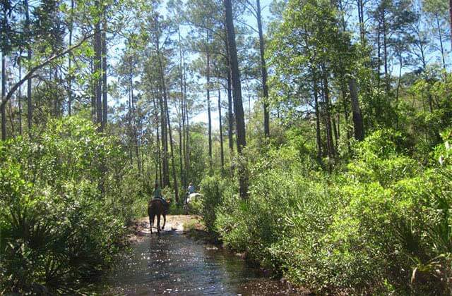 two horseback riders cross a stream in the woods at makin tracks trail rides ocala