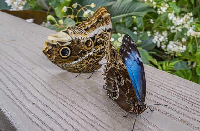 two rare butterfly species with eye spots at butterfly rainforest florida museum of natural history gainesville