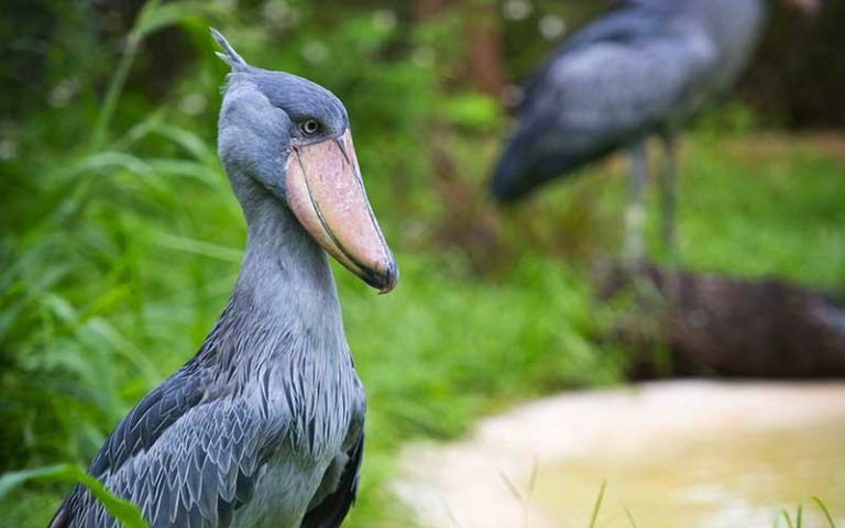 unique species of bird at zootampa at lowry park