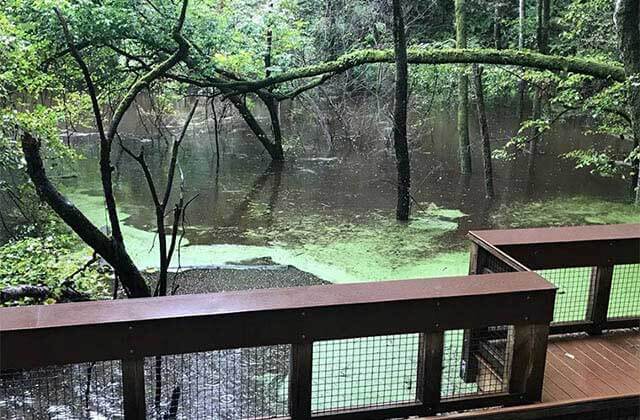 view from bottom dock of pond with algae at devils millhopper geological state park gainesville