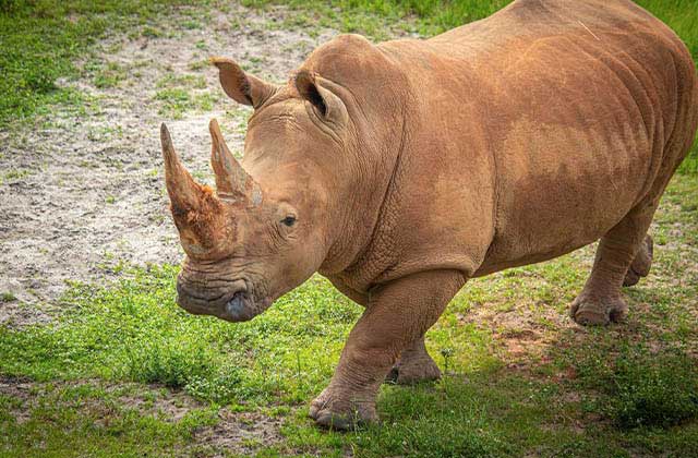 white rhino with mud in a field at brevard zoo melbourne