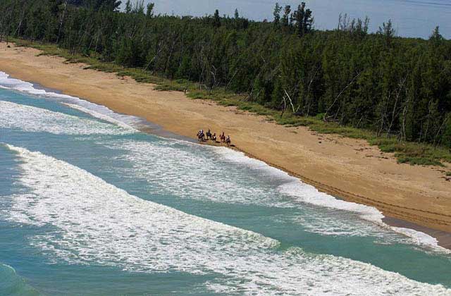 aerial view of several riding horses along shoreline of inlet at tours on horseback st lucie florida