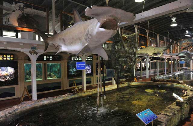 hammerhead shark replica hanging over shark tanks exhibit at key west aquarium