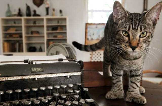 interior room with typewriter and six-toed gray cat at the hemingway home museum key west