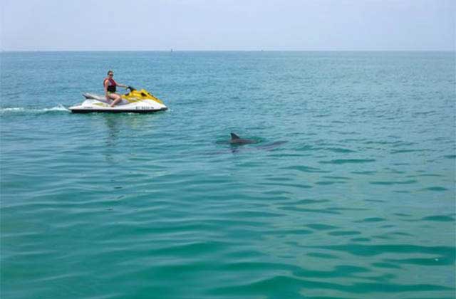 person on jet ski looking at dolphin in the water at lagunas beach bar grill pensacola