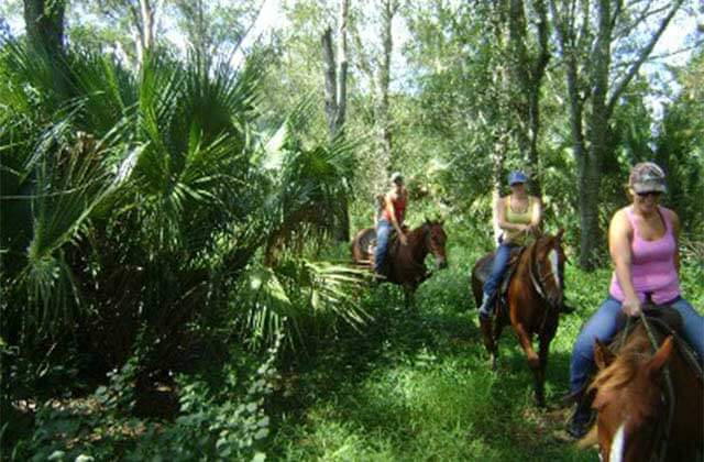 three ladies on horses in a thick forest canopy at tours on horseback st lucie florida