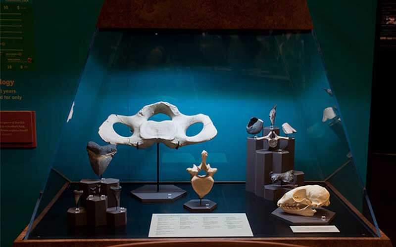 bones of sharks and teeth in a museum display tank