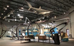 walk thru shark exhibit megalodon feature florida museum gainesville