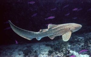 zebra shark swims above habitat floor with purple fish underwater