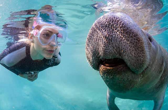 woman snorkeling underwater close to a manatee at real florida adventures