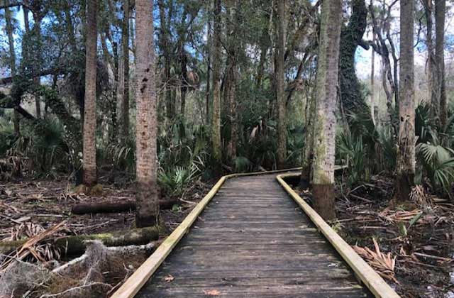 boardwalk without rails across the marsh and forest at hontoon island state park deland florida