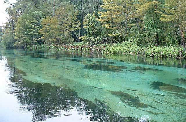 crystal clear water spring with fish and thick foliage along bank at the lodge at wakulla springs state park florida