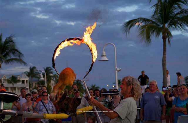 street performer with a cat jumping through a flaming hoop for a crowd at twilight at mallory square market key west