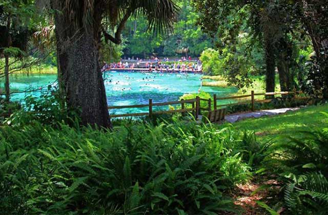 view of a spring crowded with swimmers through trees fence and ferns at rainbow springs state park dunnellon florida