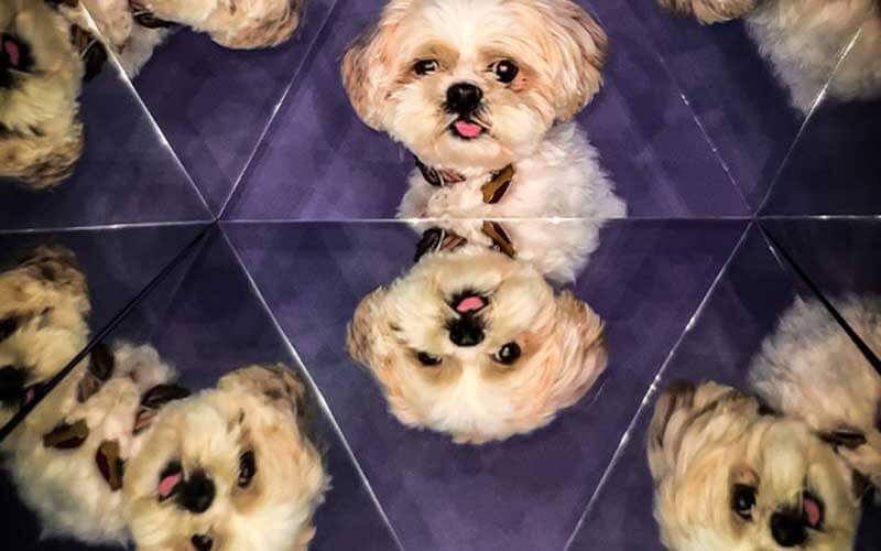 cute dog in hall of mirrors at museum of illusions icon park orlando