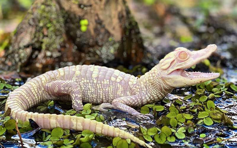 baby albino gator at encounter for things to do at wild florida