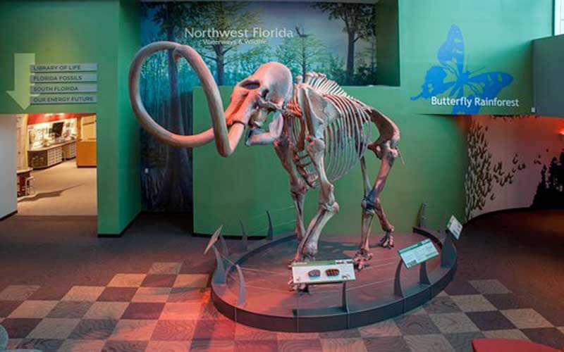 mammoth fossil in the Florida Museum at University of Florida