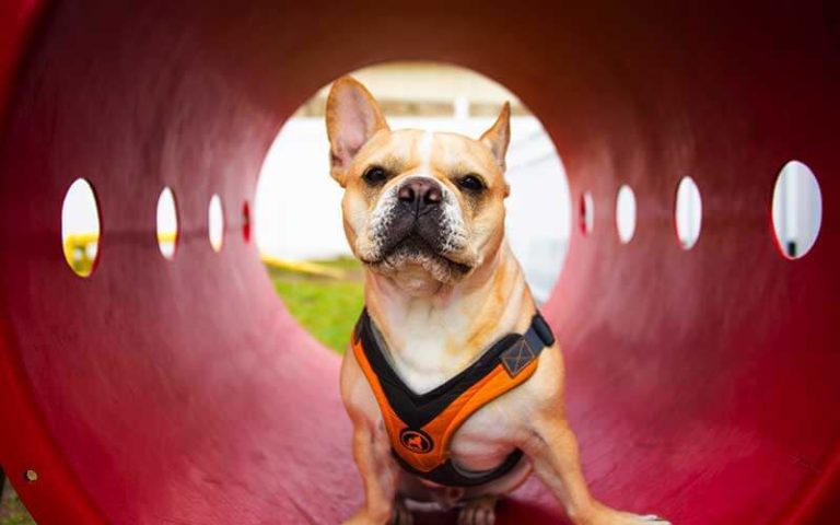 dog playing in tube at playground at orlando kissimmee koa holiday