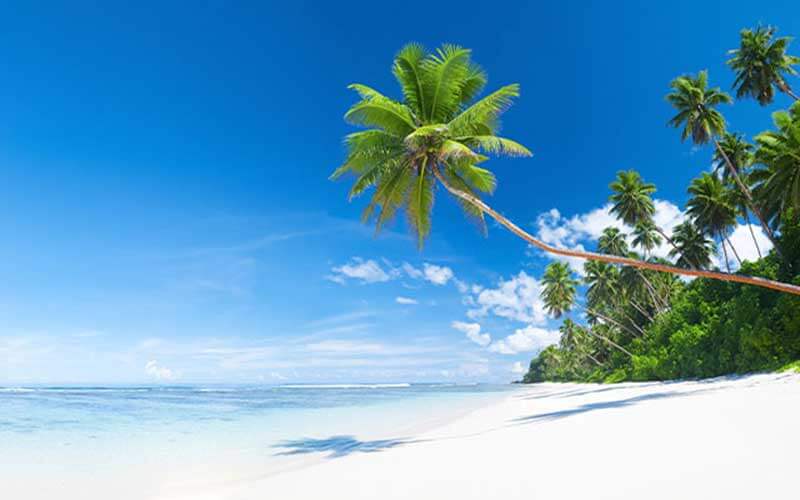photo of beach with leaning palm tree on the right and soft white sand with the ocean and clear blue skyline