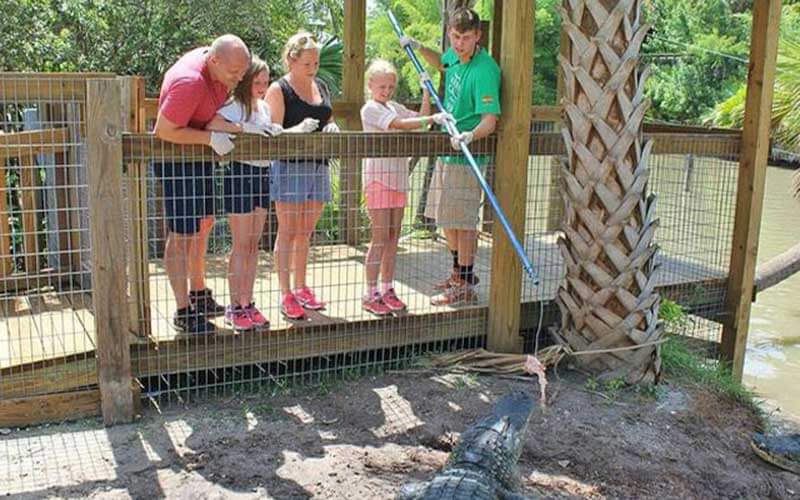 family travels to wild florida in kenansville florida and leans over a fenced area with an animal keeper who is feeding an alligator a raw chicken off a long pole