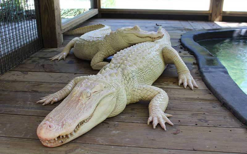 two white albino alligators lay next to a pool at wild florida in kenansville florida
