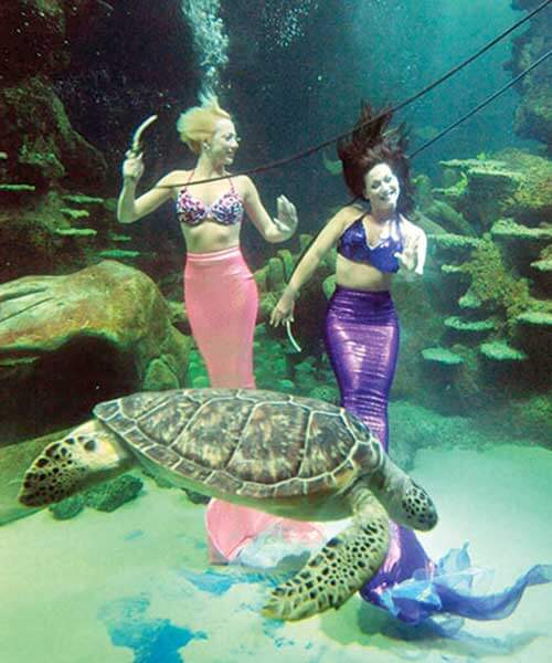 two women wearing mermaid tails under water blowing bubbles with a sea turtle in the foreground