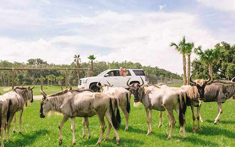white suv stopped with family viewing herd of wildebeest from windows at wild florida