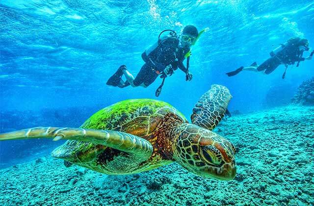 two scuba divers exploring reef with sea turtle for florida sports page