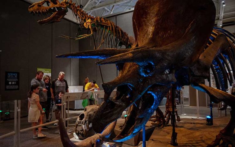 triceratops and t-rex skeleton displays for science up close fantastic fossils at florida museum gainesville