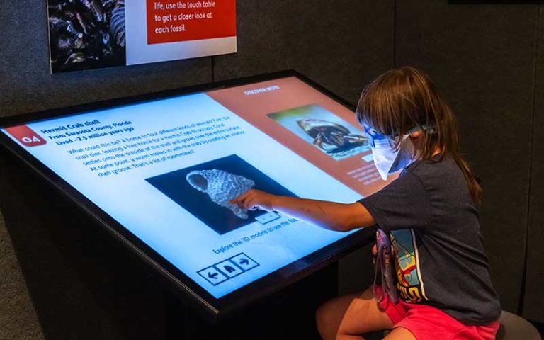 young girl pressing buttons on screen display of interactive exhibit for science up close fantastic fossils at florida museum gainesville