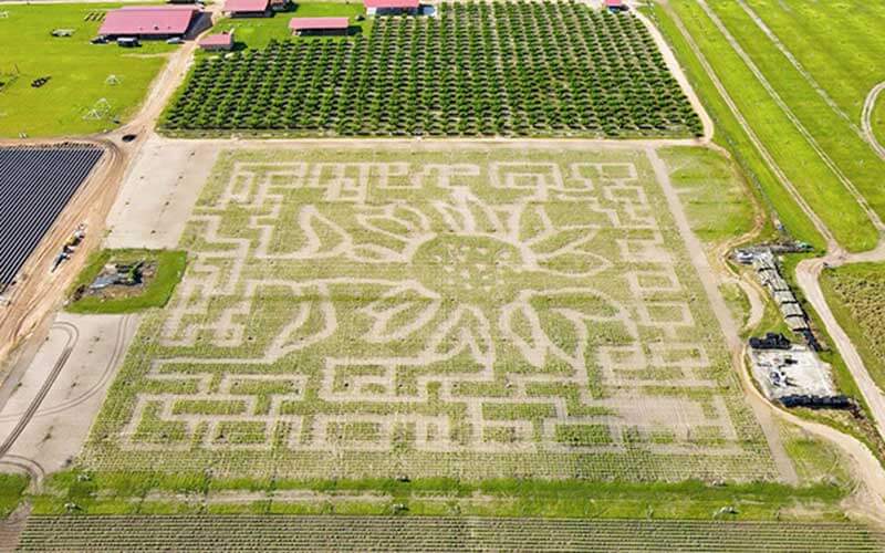 arial view of farm with sunflower carved into corn field and rows of trees planted near buildings with red roofs at southern hill farms fall festival clermont florida