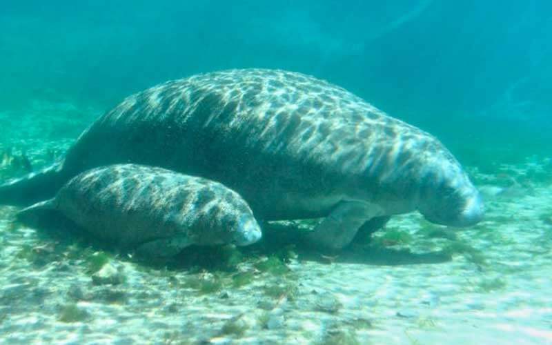 a baby and mother manatee float in crystal clear blue water in the florida springs