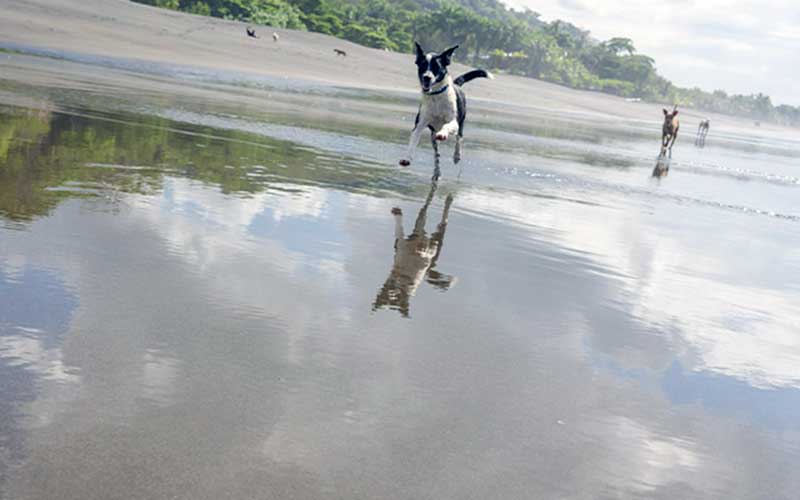 three dogs play on a florida beach and run into the water