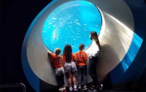 kids look through round aquarium port hole at fish for winter fun at frost science miami blog
