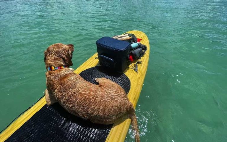 dog lying on paddleboard with gear at three brothers boards blue spring