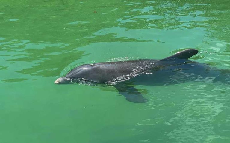 dolphin swimming through green water at three brothers boards fort myers