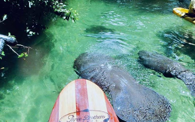 few manatees below paddleboard in spring at three brothers boards blue spring