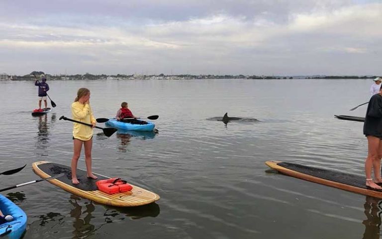 kayakers and paddlers watching dolphin swimming nearby at three brothers boards st augustine