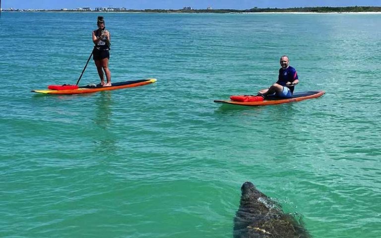 man and woman on paddleboards looking at manatee at three brothers boards fort myers