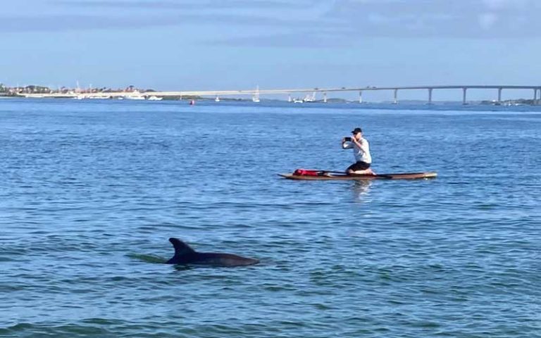 man on paddleboard seeing dolphin with inlet bridge in background at three brothers boards st augustine