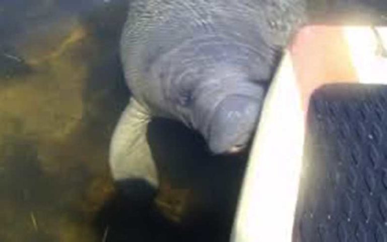 manatee underwater peeking up by paddleboard at three brothers boards blue spring