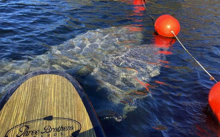 manatees swimming under buoys at three brothers boards blue spring