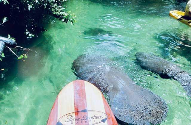 brown and white striped paddle board with three brothers boards next to two manatees in a crystal clear blue spring surrounded by foliage on a stand up paddle board tour with three brothers adventures