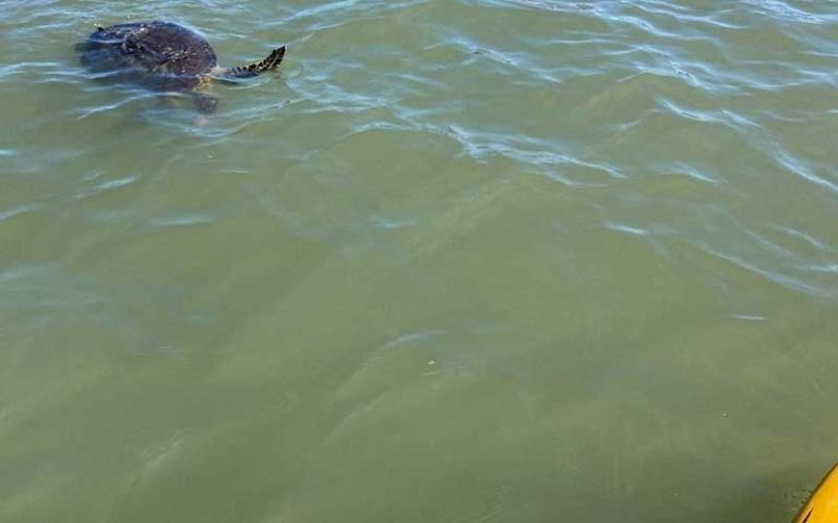 sea turtle swimming past paddleboard at three brothers boards st augustine