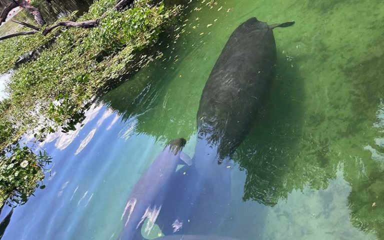three manatees underwater at spring with green glassy water at three brothers boards blue spring
