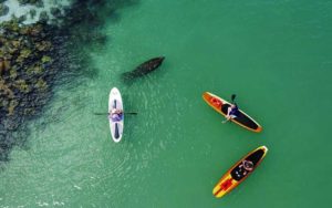 three paddleboards with manatee aerial shot at three brothers boards fort myers