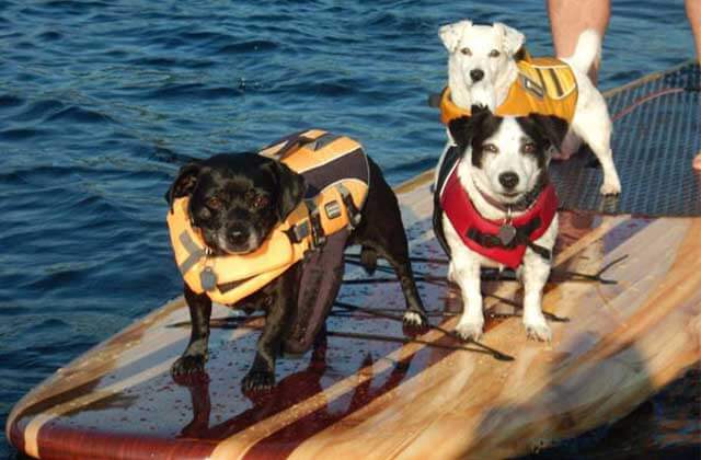 a small black dog, black and white dog, and white dog wearing yellow and red lifejackets stand on a paddle board on a stand up paddle board tour with three brothers adventures