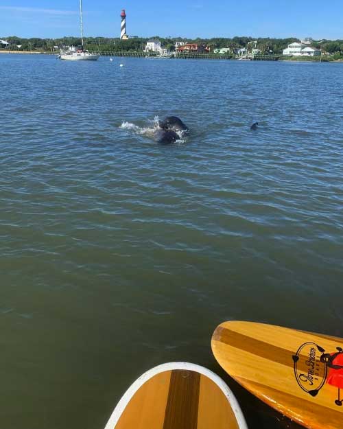 view of manatees from board with lighthouse at three brothers boards st augustine